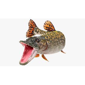 Pike Fish Rigged 3D